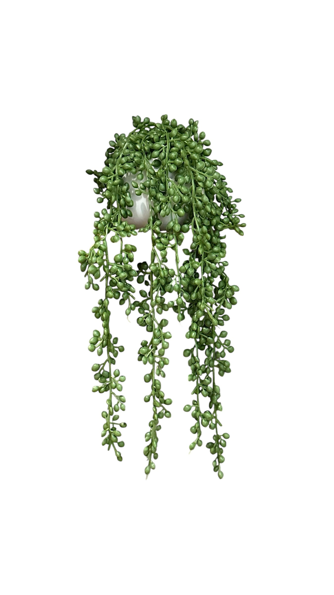 Nos0604- Pearl chain plant