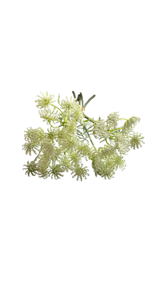 Nos3909- Queen Anne’s Lace bouquet