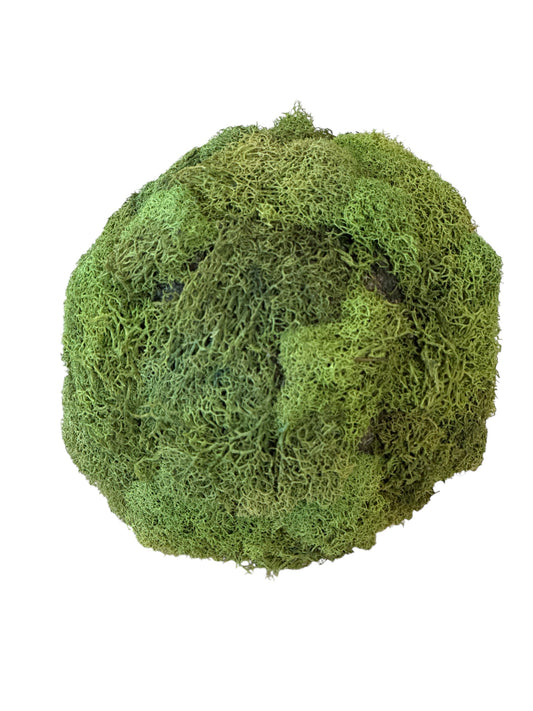 RAZ2259 -Box of Moss Balls