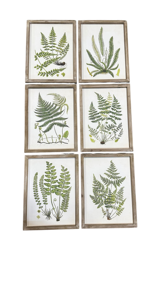 Fern art collection