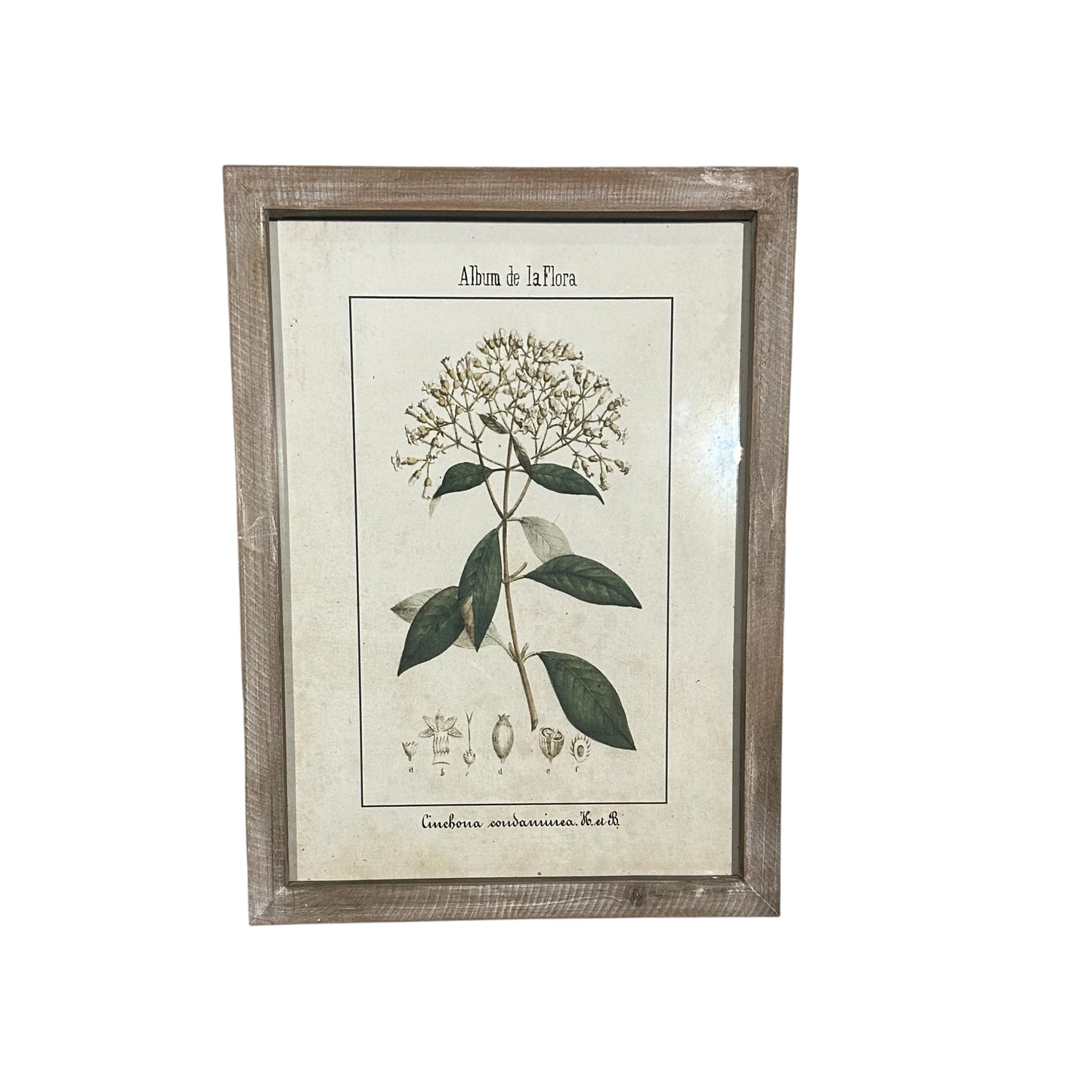 Wall Art Collection / Album de La Flora