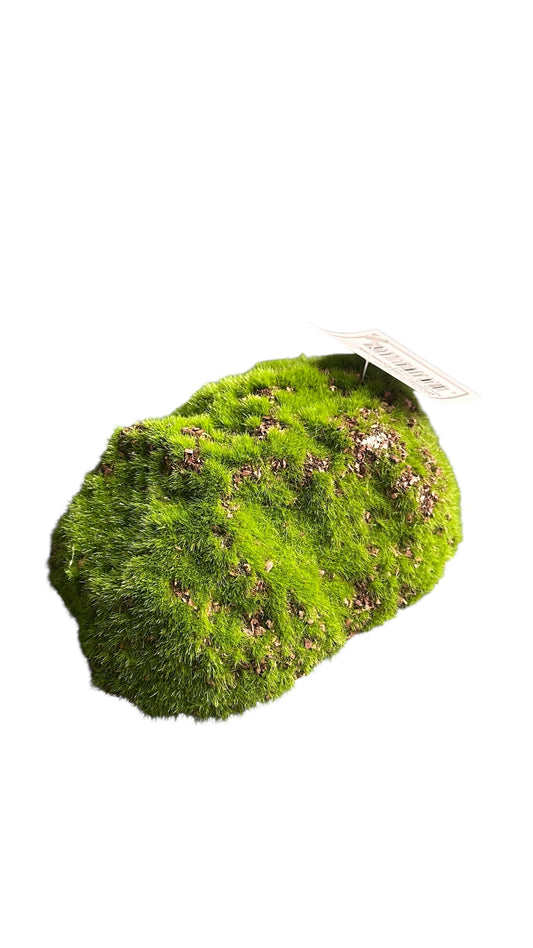 Cmc172/ Moss mound