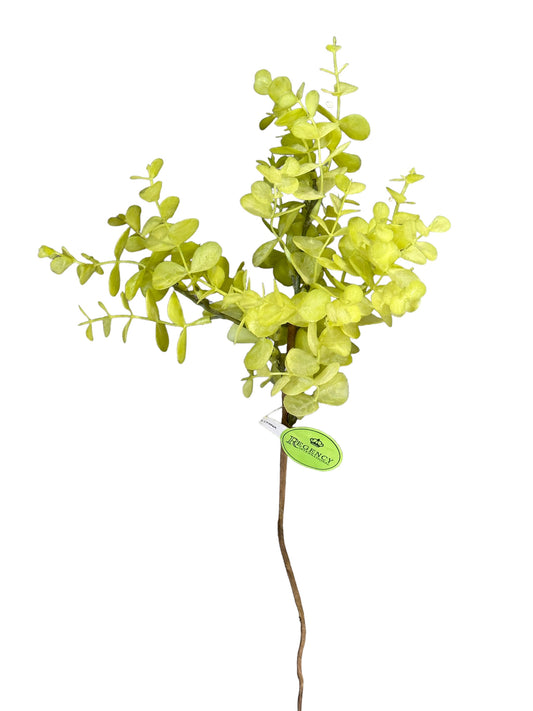 CMC812 - Eucalyptus / Spring Pick