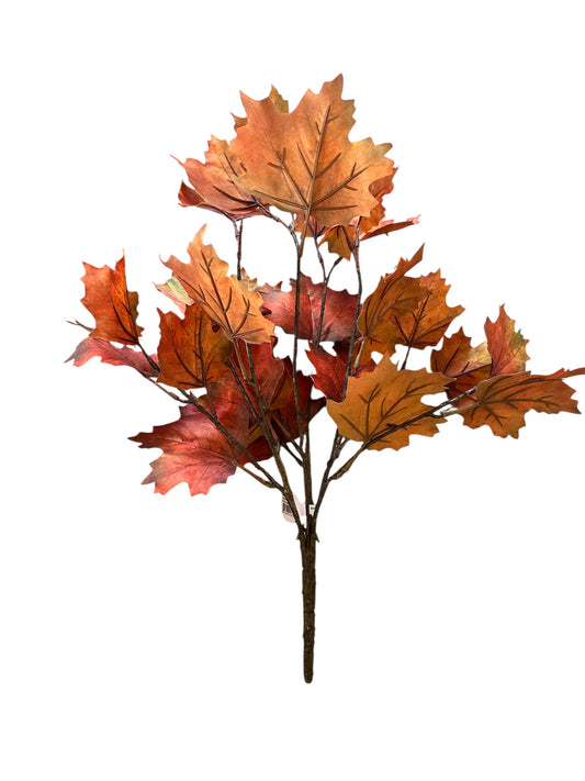 Cmc335- maple leaf bush