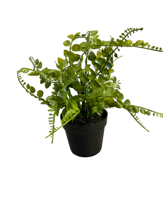 P0250 Potted Leaf Plant