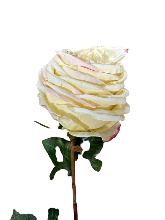 WIN5932 - Cream Hybrid Garden Rose