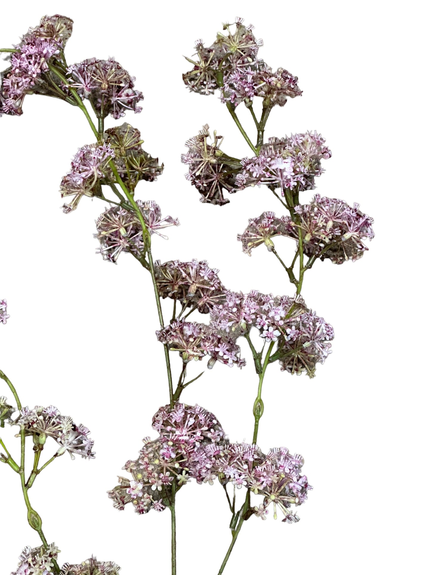 CMC387 - Weeping Laurel Flower spray