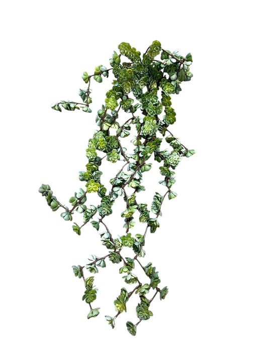 CMC149- Fountain Succulent Vine