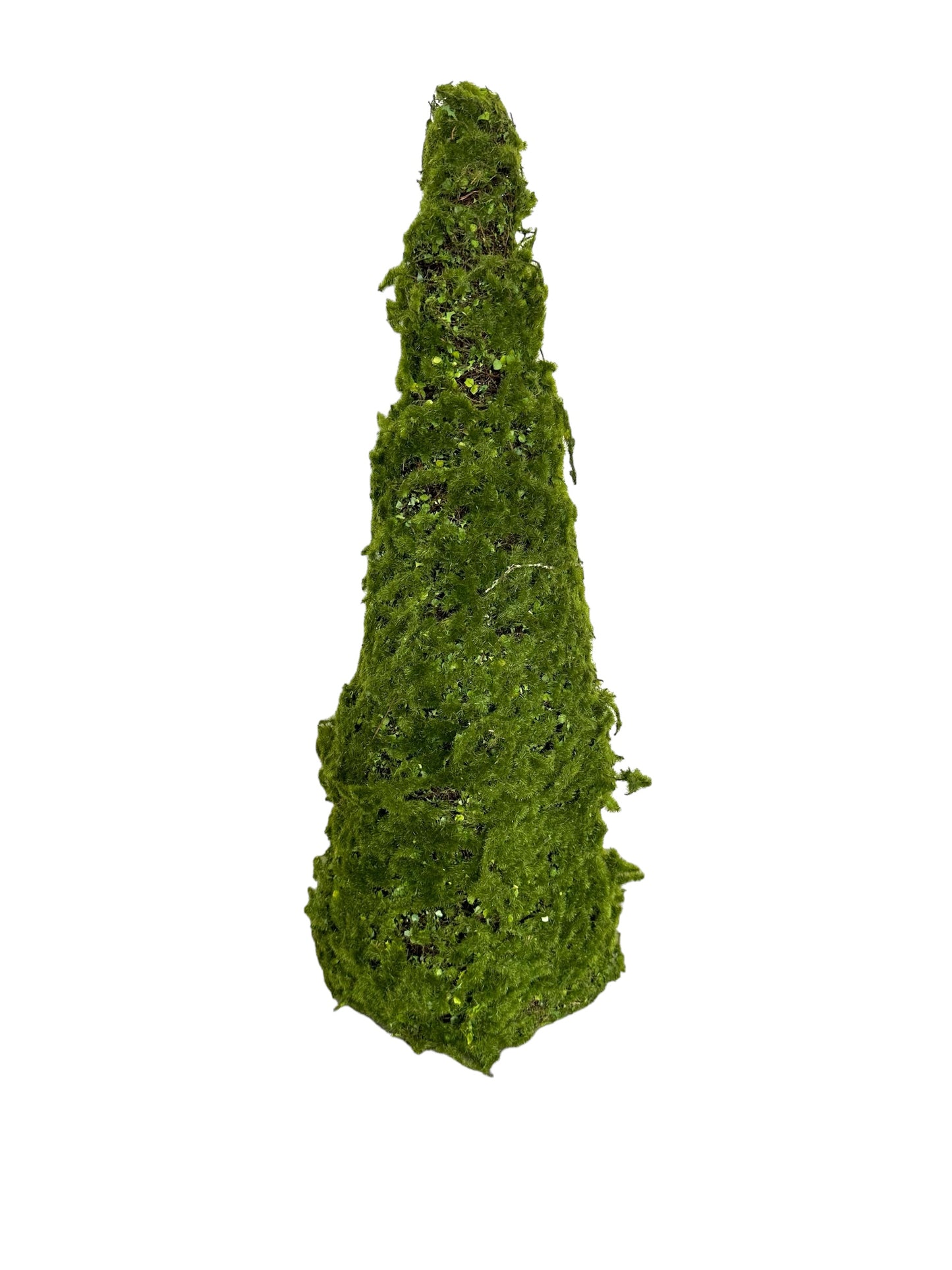 CMC896 - Moss Cone tree