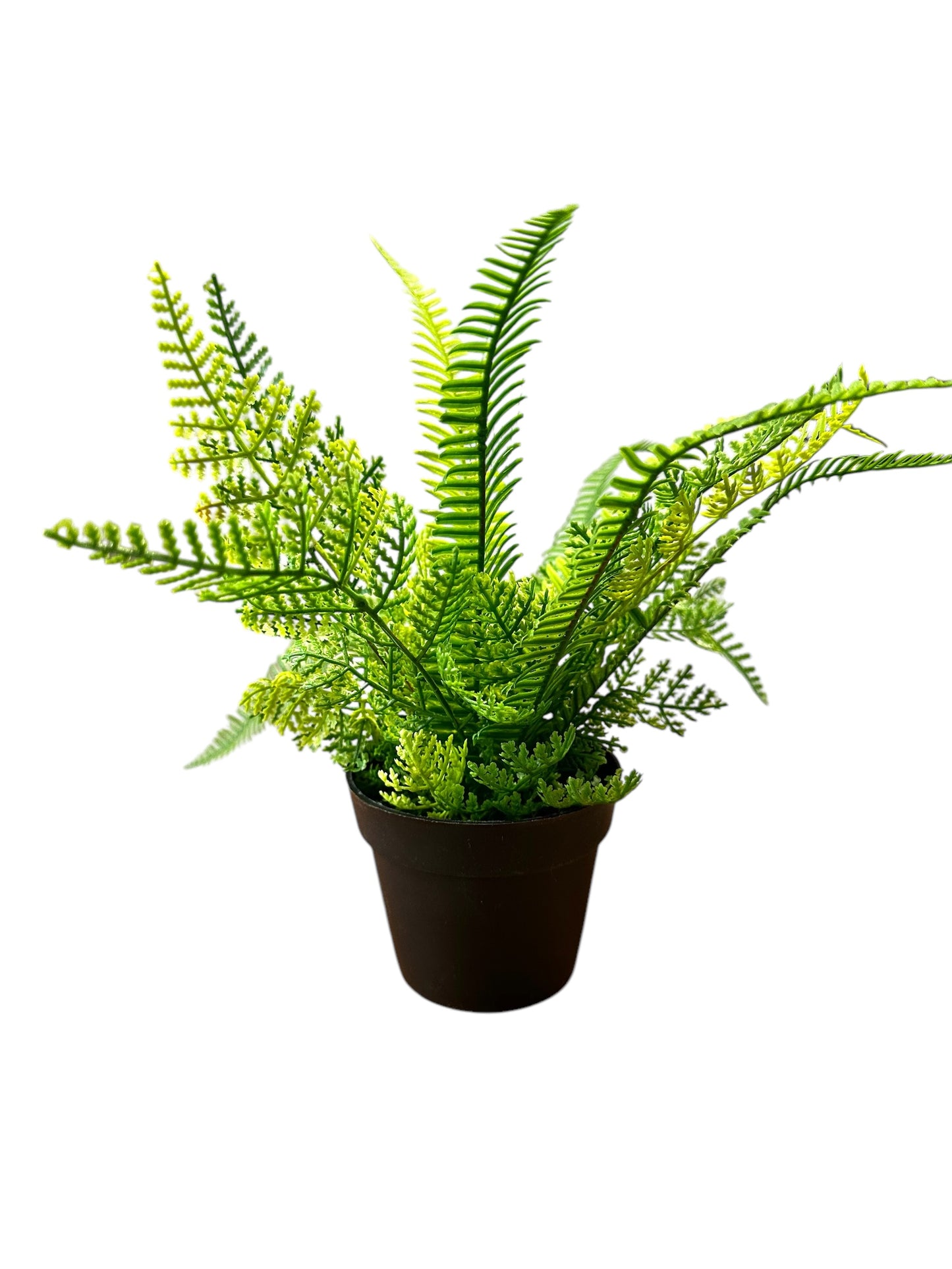 GC934 Fern / Potted