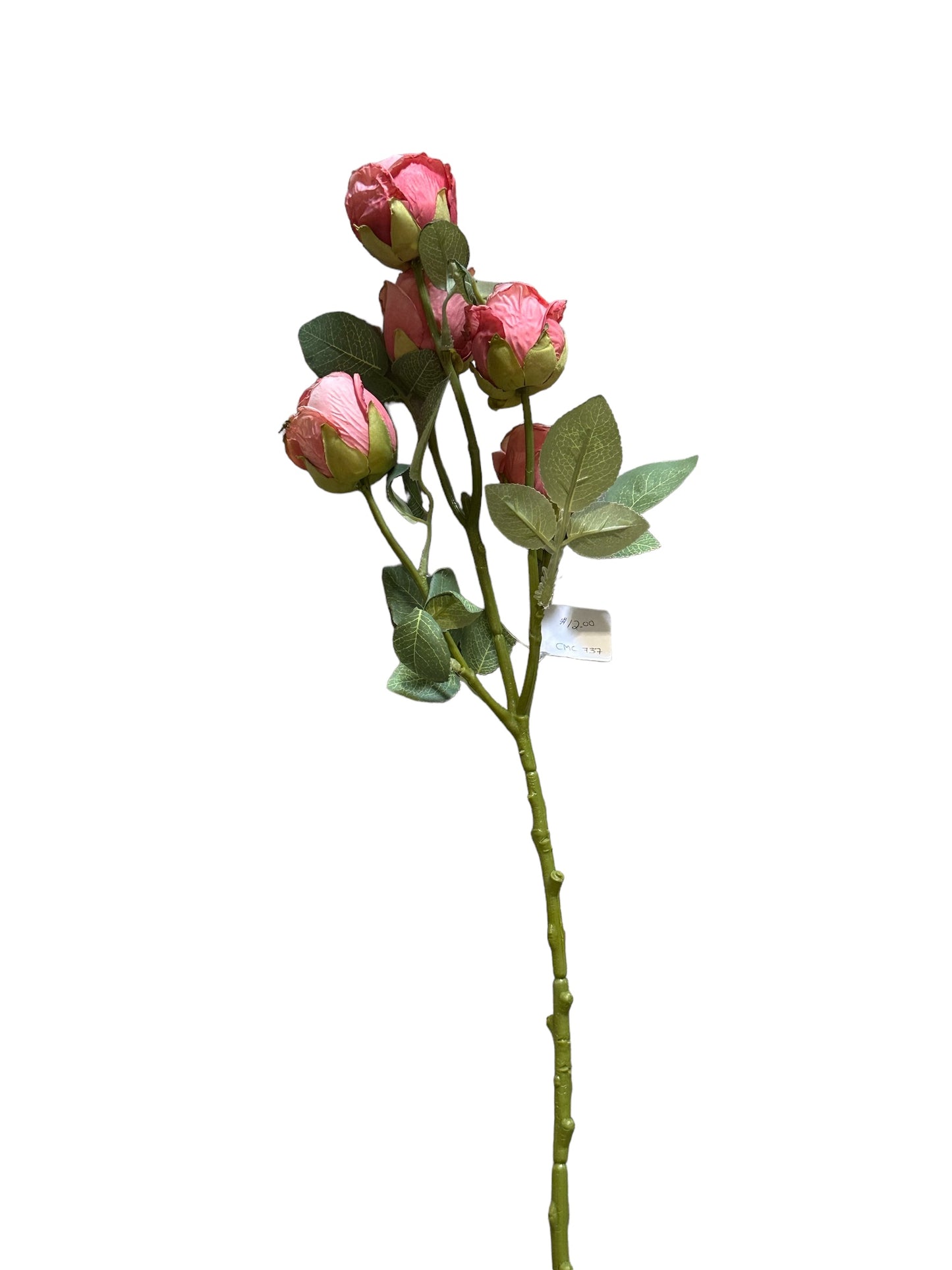 CMC737 - Roses / Peach