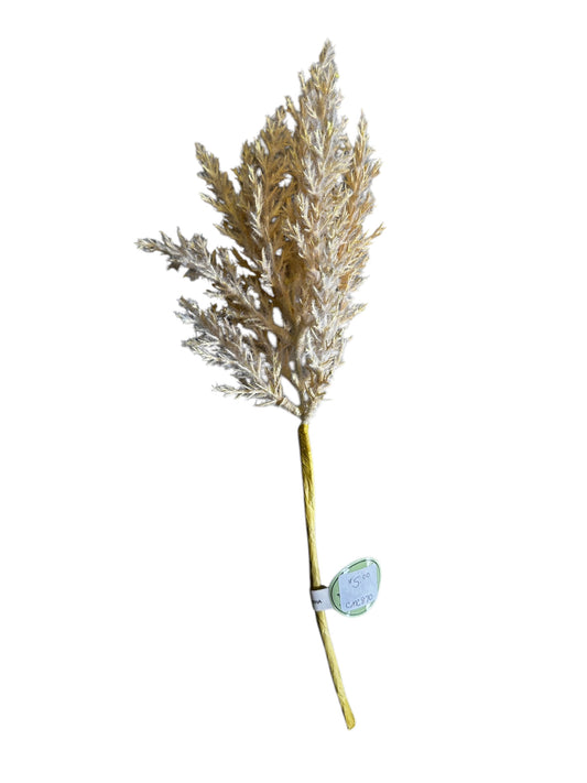 CMC870-Pampas Grass