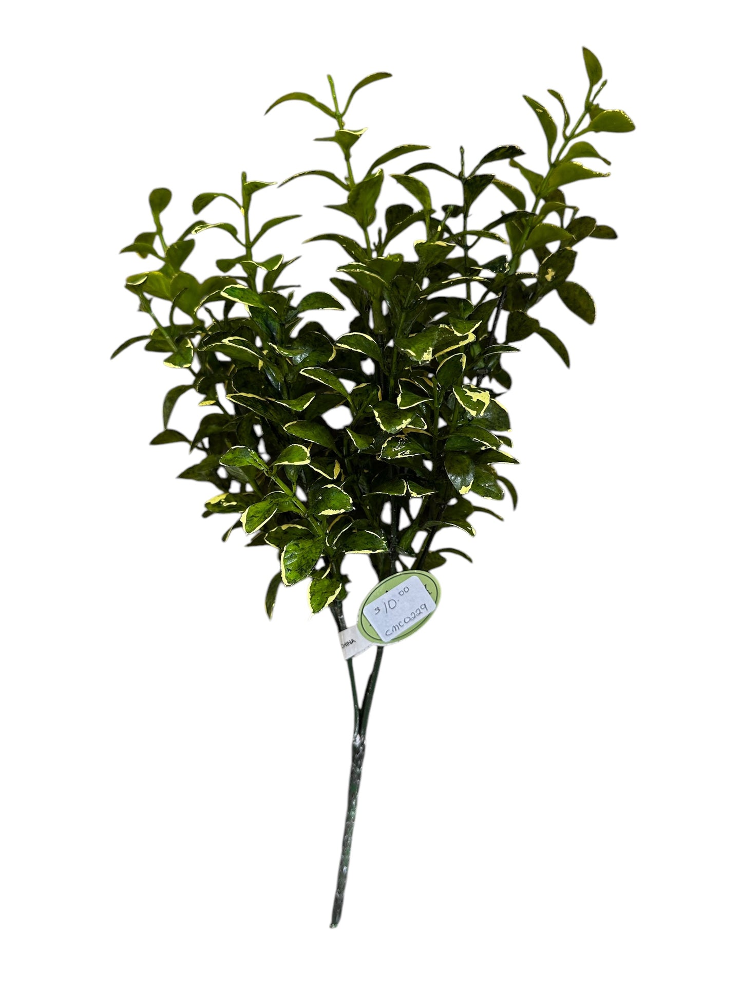 CMC0229- boxwood bush