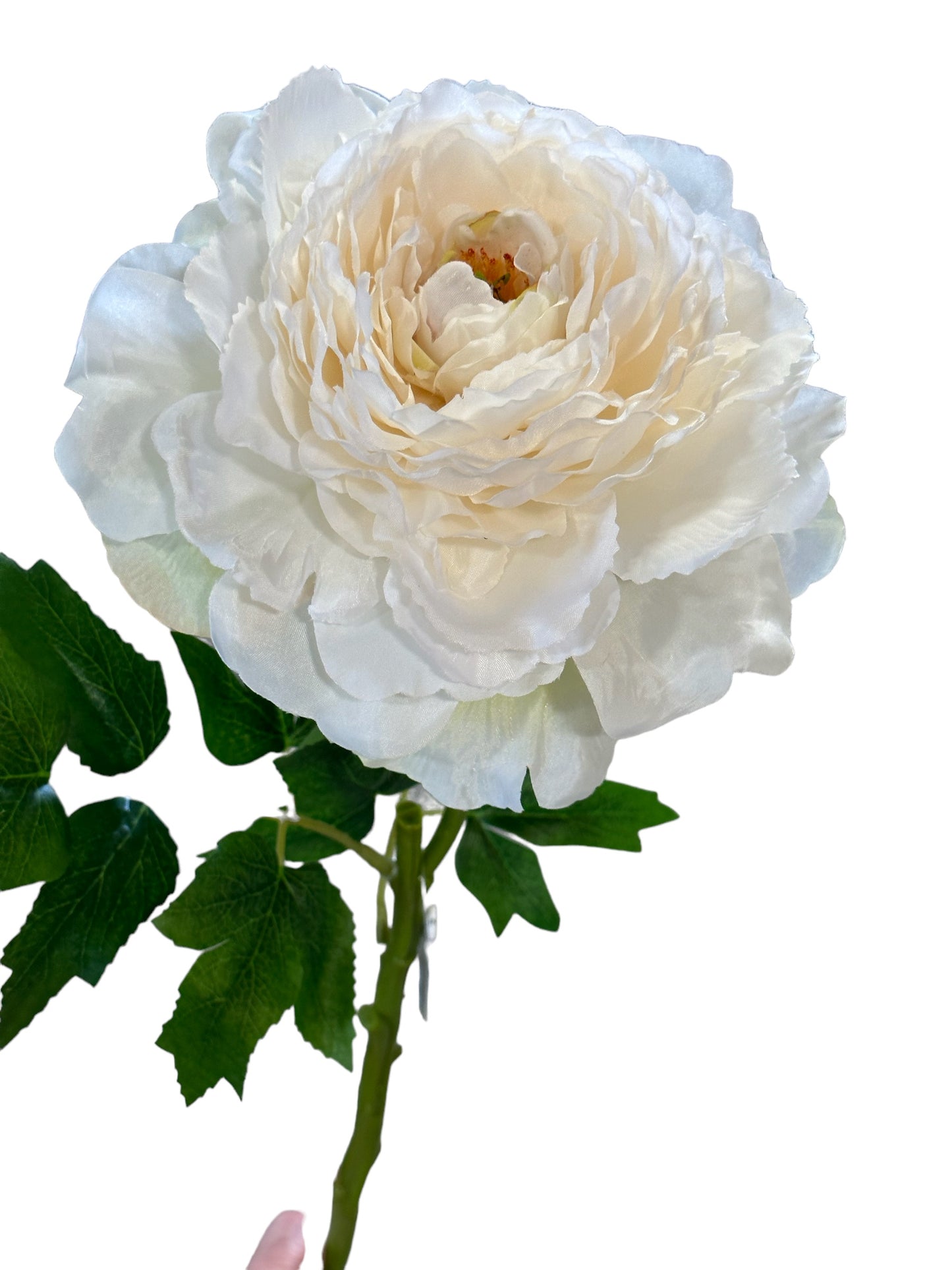 CMC228WH Peony Stem / white