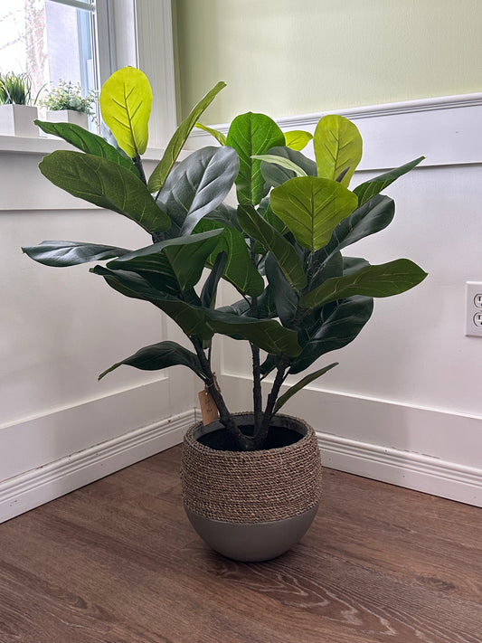 CMC277 Tree / Fiddle Leaf - pick-up only