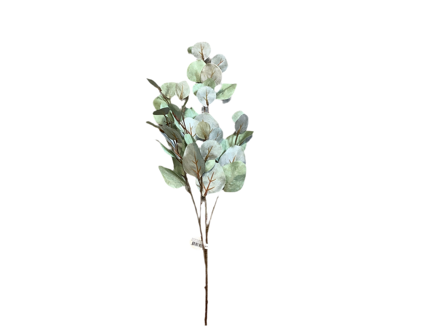 CMC190 Bleached Dollar Eucalyptus