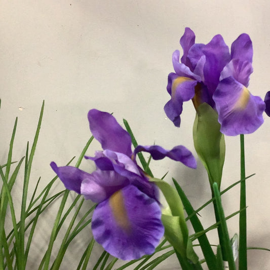 CMC881PU - Dutch Iris