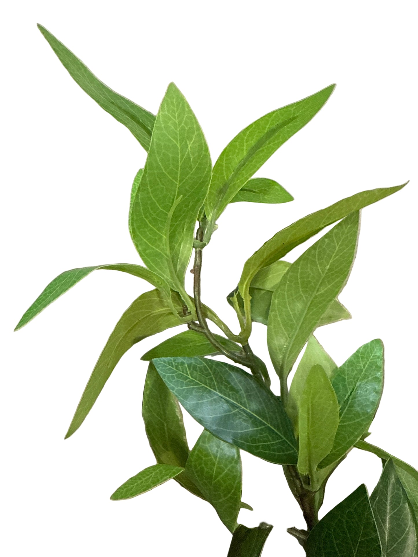 RZ2174 Eucalyptus Spray