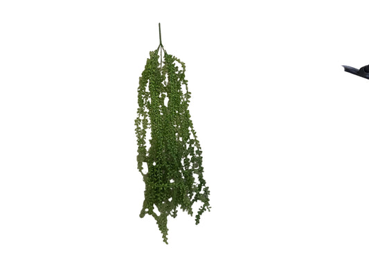 MC68 Hanging Jade