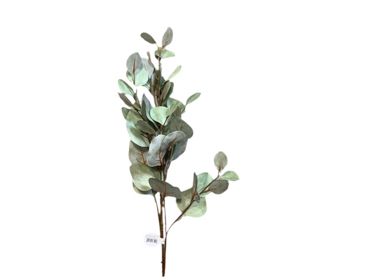 CMC190 Eucalyptus Bleached Silver Dollar