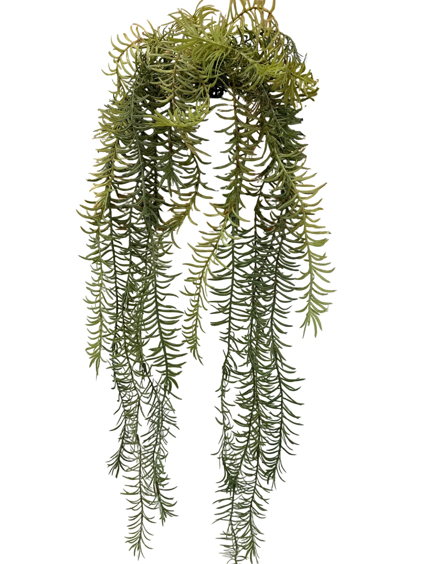 MC75 Rosemary