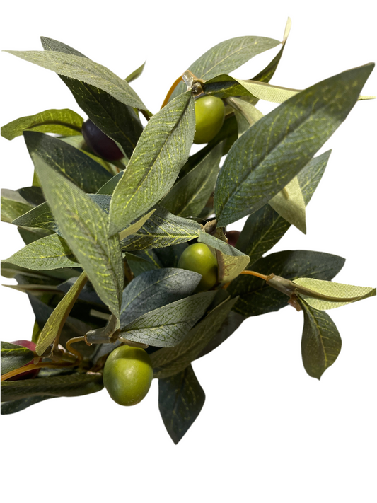 CMC112 Olive Bush
