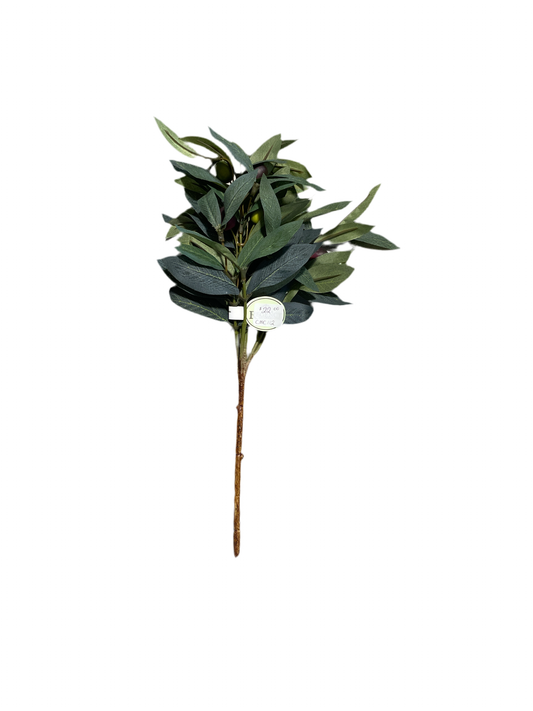 CMC112 Olive Bush