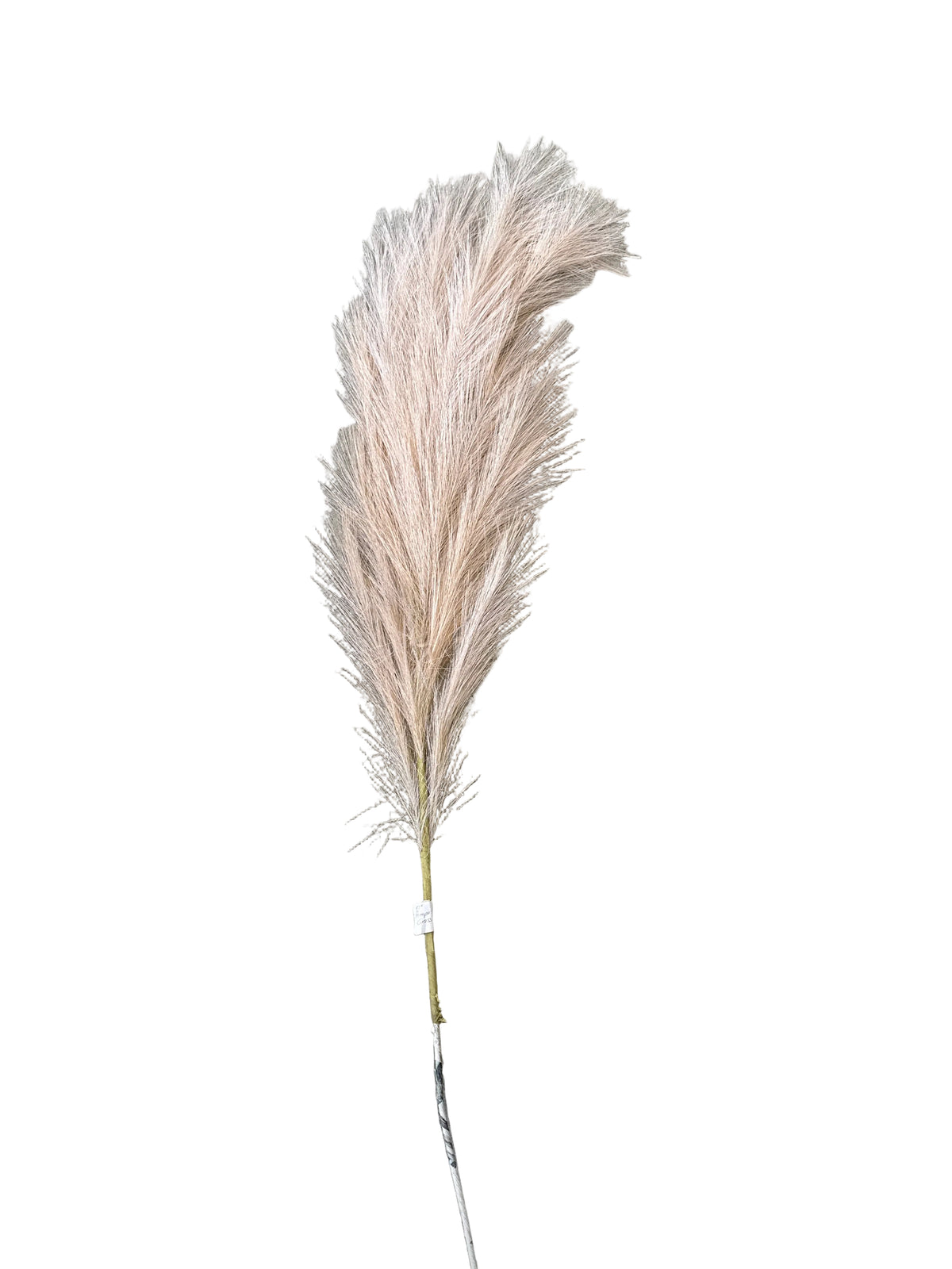 CMC084  Pampas Grass Spray