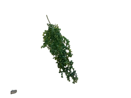 MC69 Dripping Eucalyptus