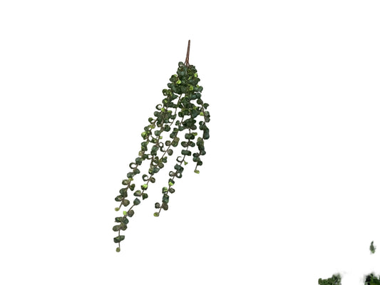 MC76 Hanging Ficus