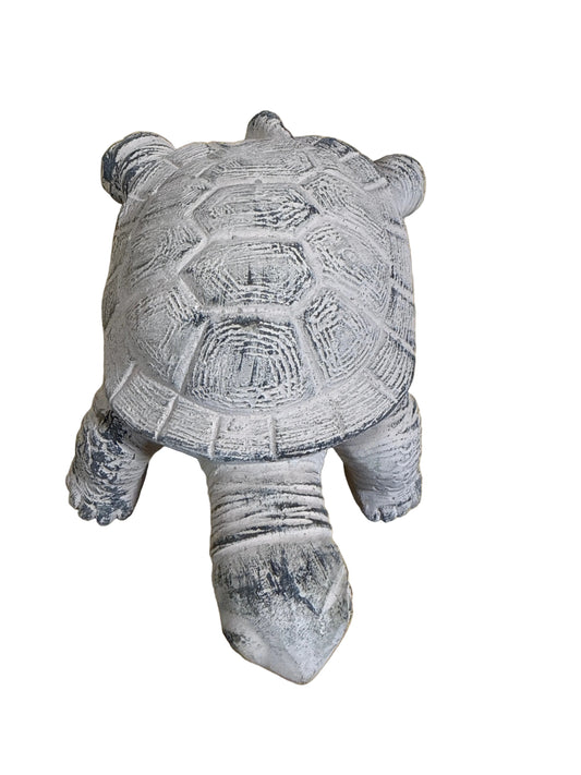 BBL4141 Turtle / Cement
