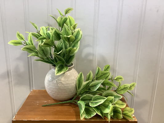 CMC926 Tradescantia Bush