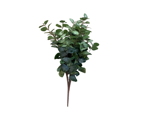 MC73 Eucalyptus Bush