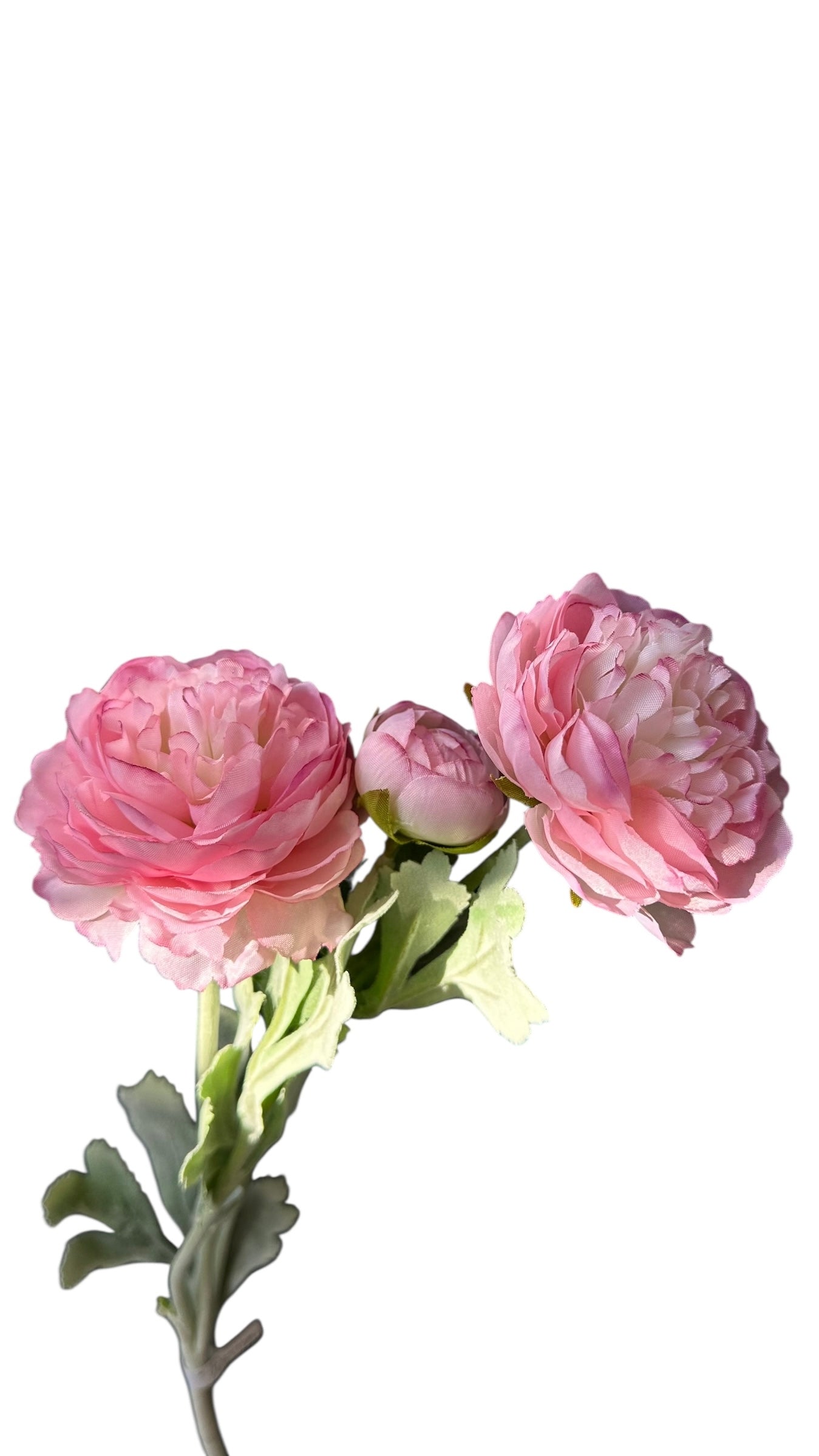 FL8399W-Ranunculus Stem