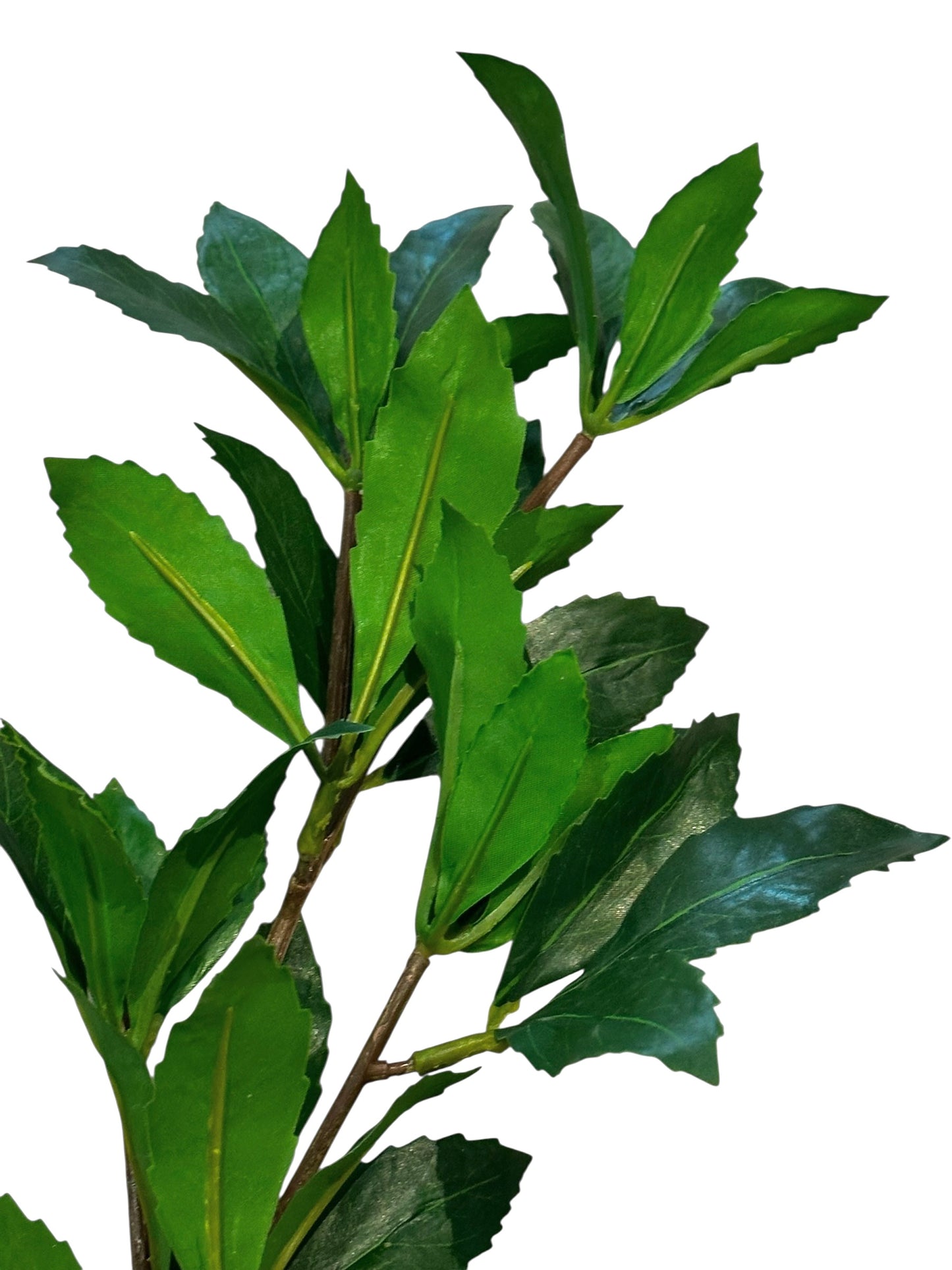 FL8637- Pieris Japonica
