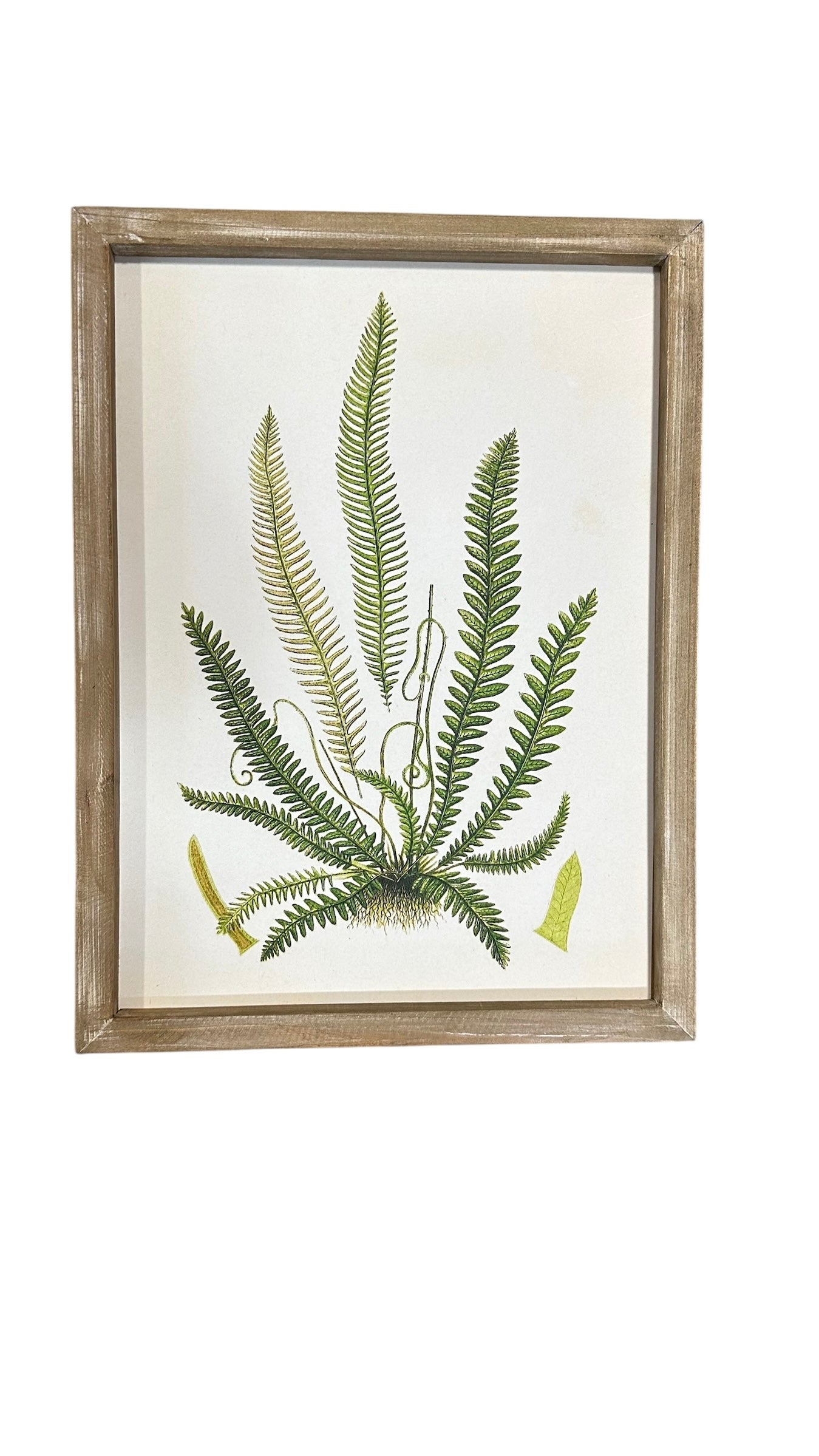 Fern art collection