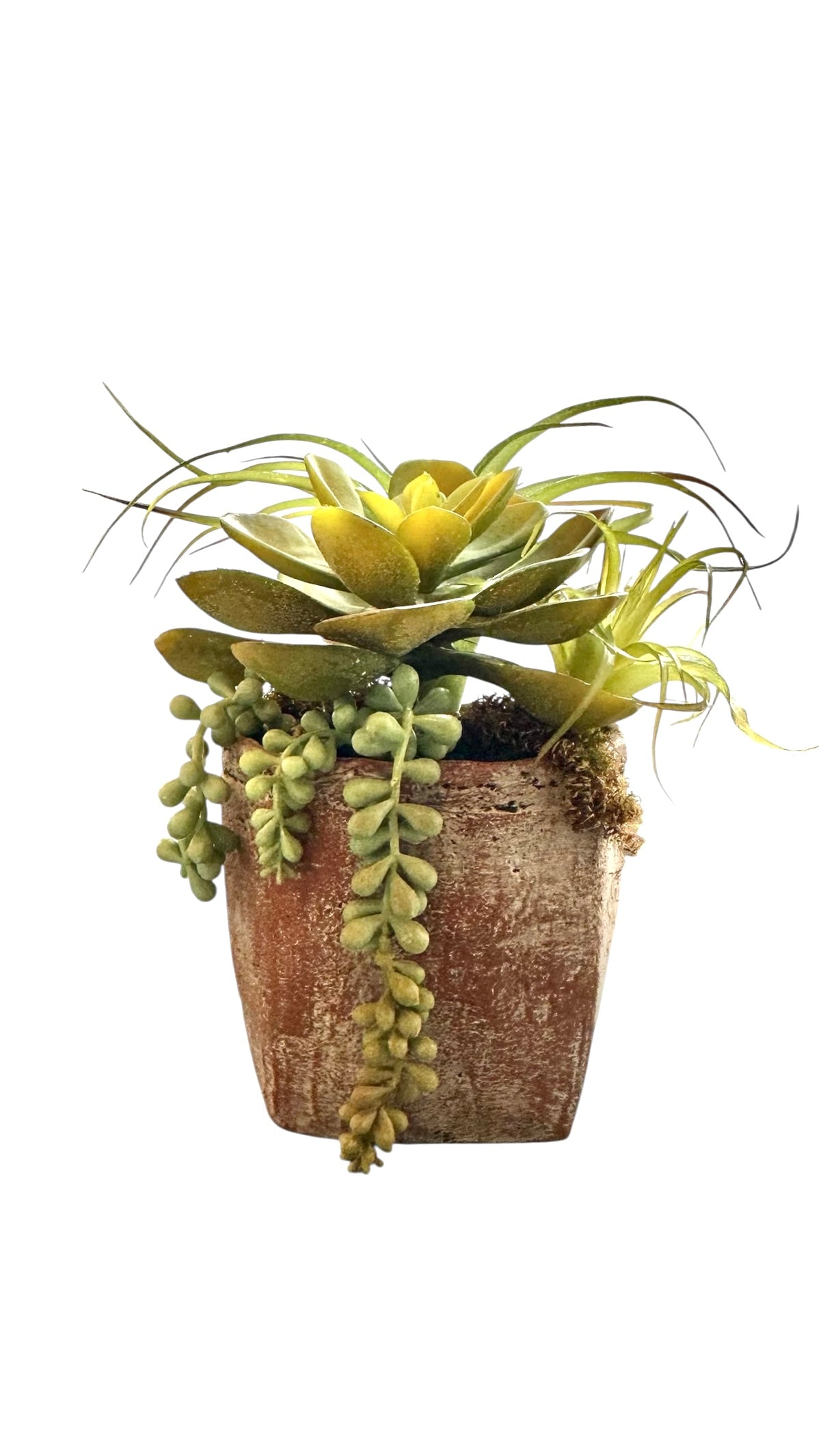 Nos5948- square vase w/ succulents