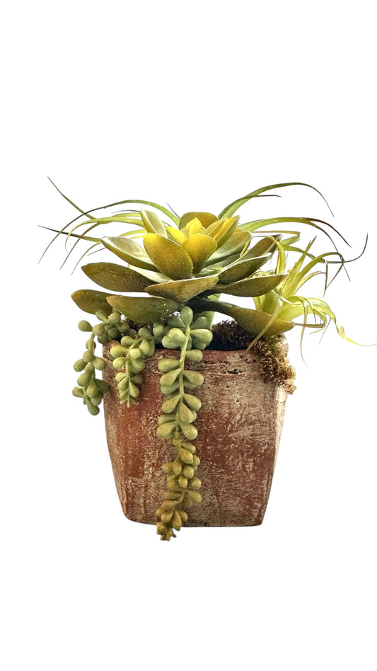 Nos5948- square vase w/ succulents