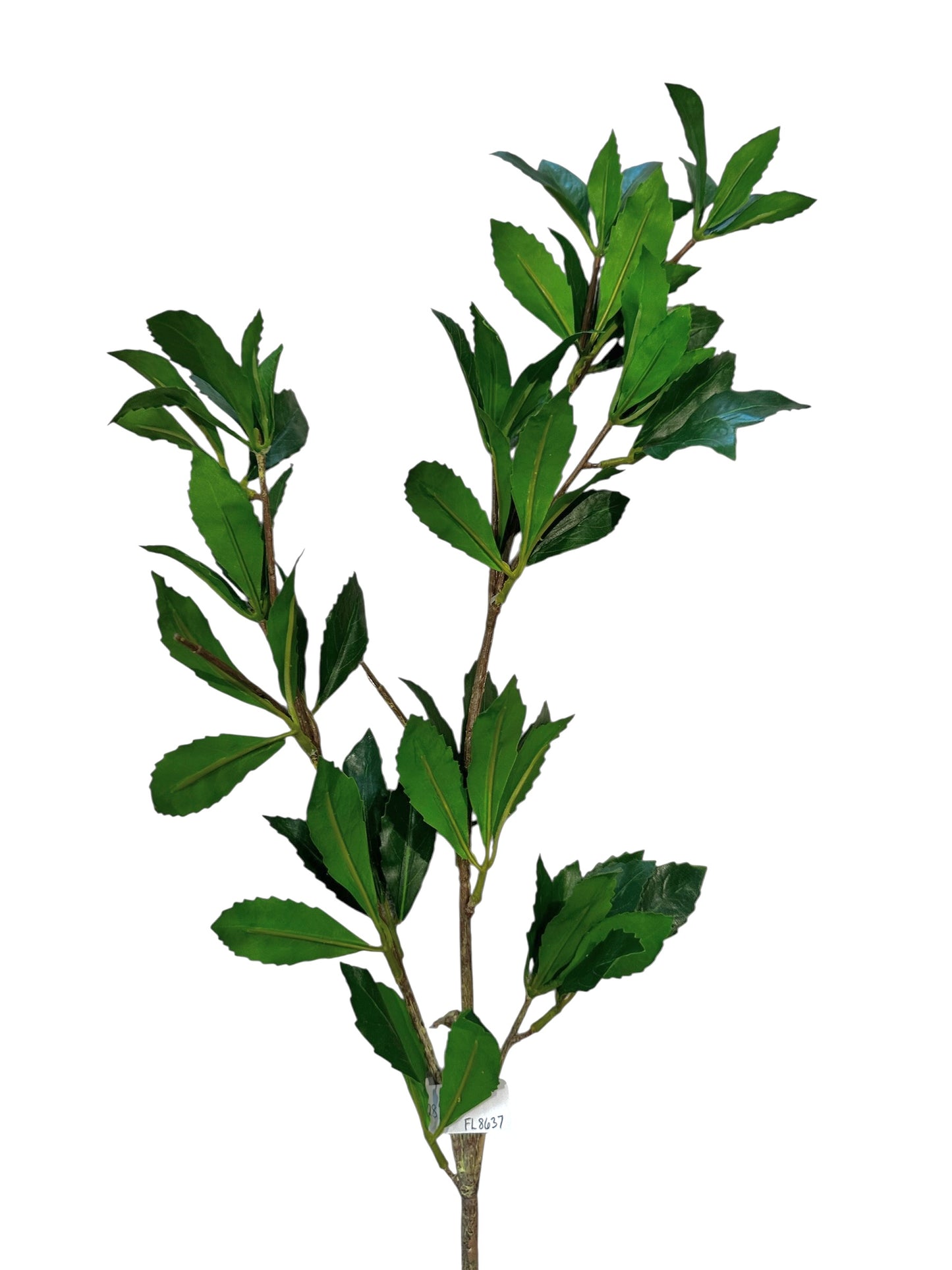 FL8637- Pieris Japonica