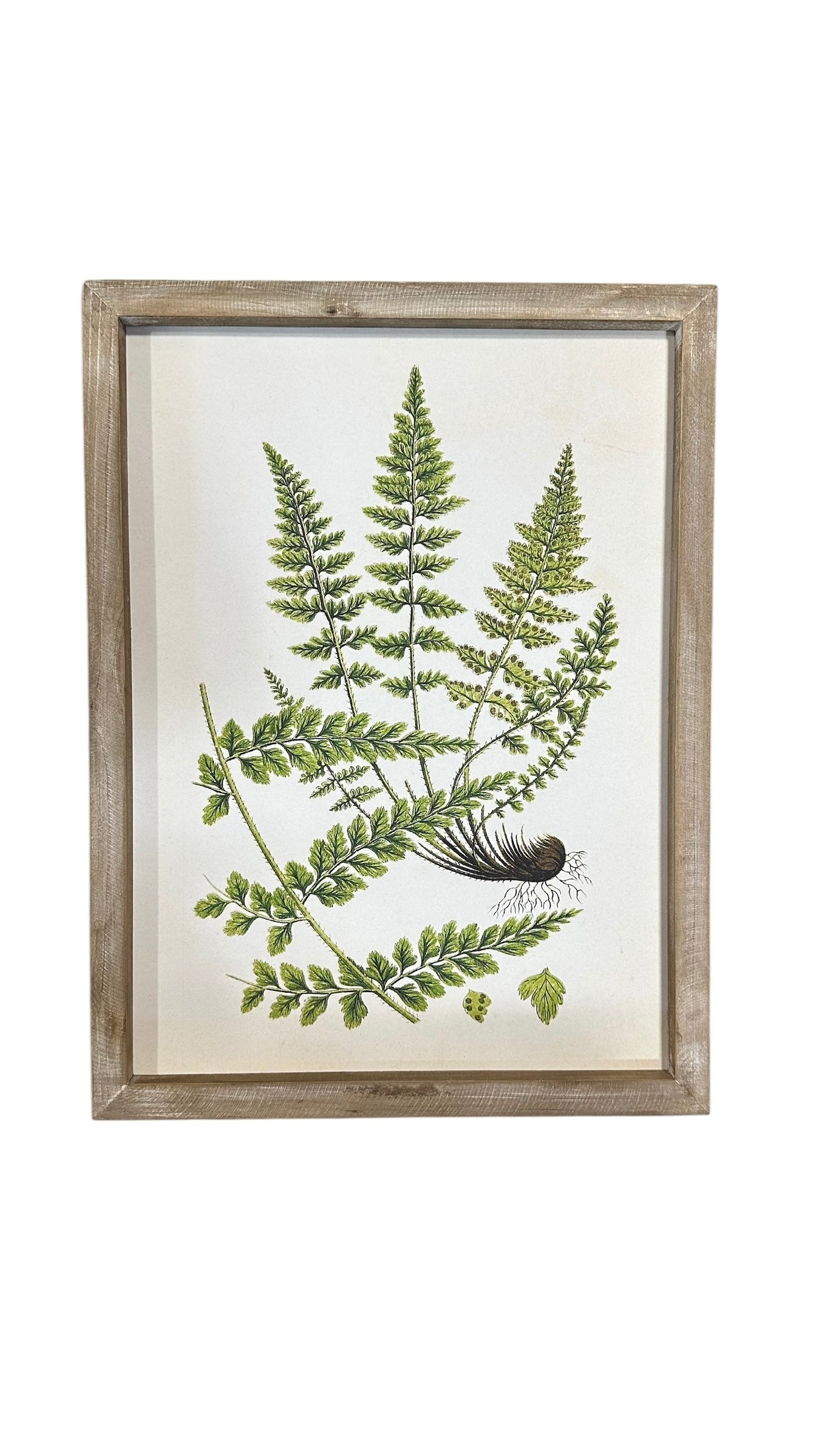Fern art collection