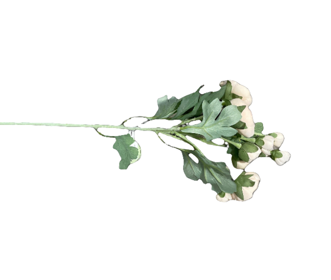 CMC195  Ranaculus - Blush