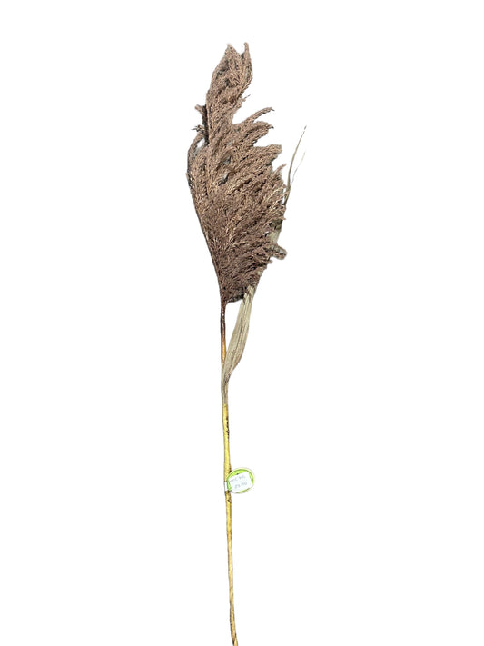 CMC789 Pampas Bloom Grass