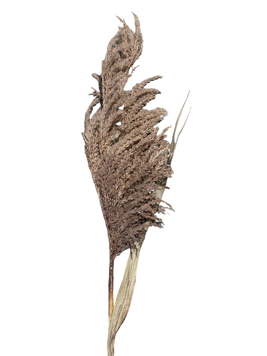 CMC789 Pampas Bloom Grass