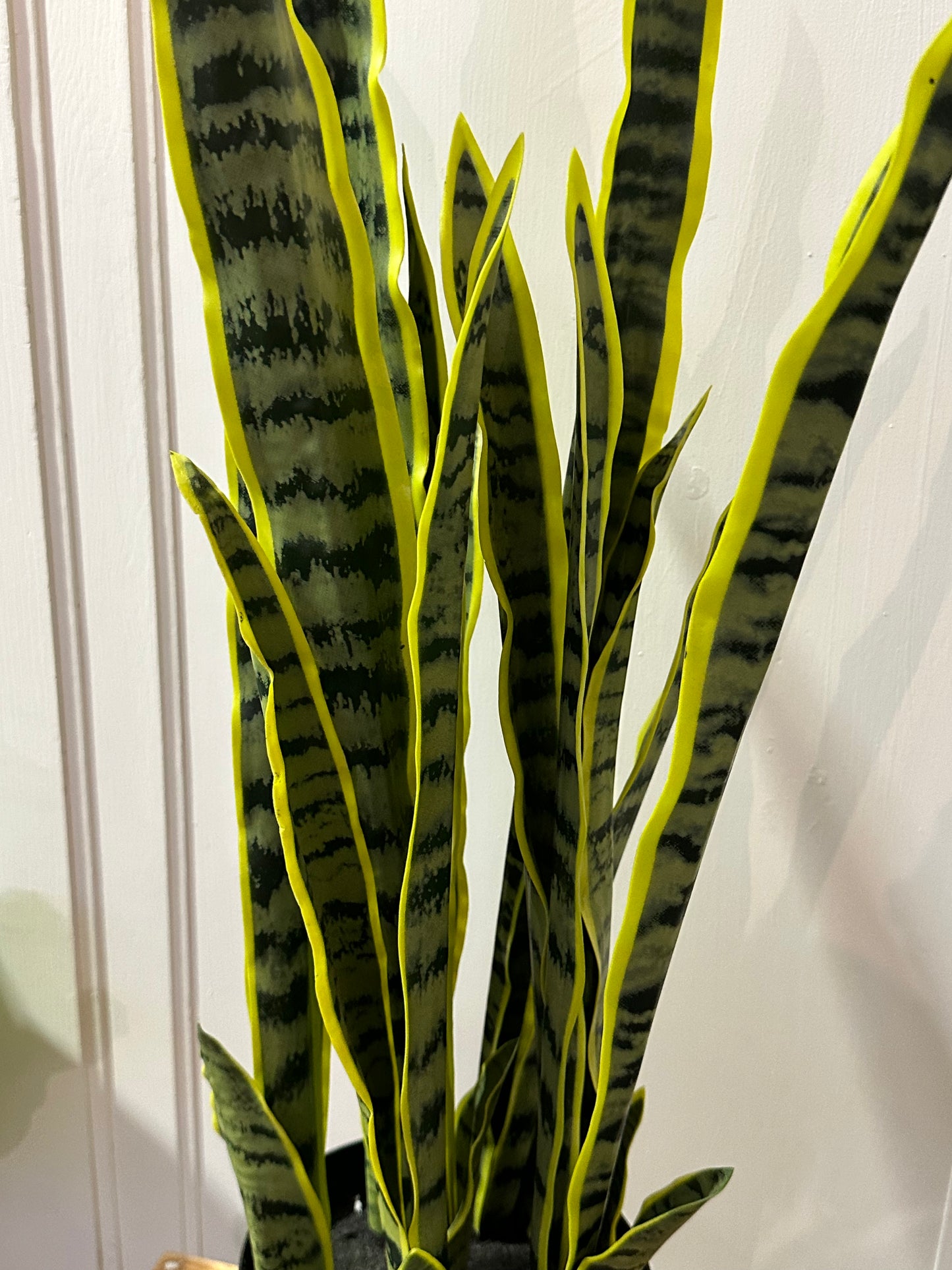 CMC119 Plant / Snake (Sansevaria)