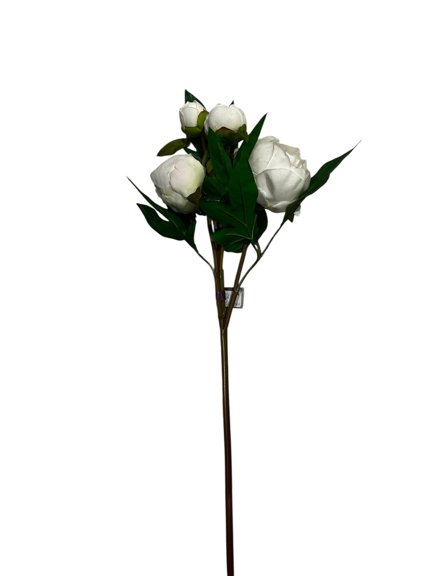 FL2624wh- peony / white