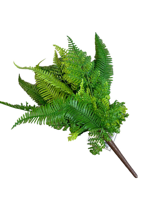 CMC904 Fern Bush