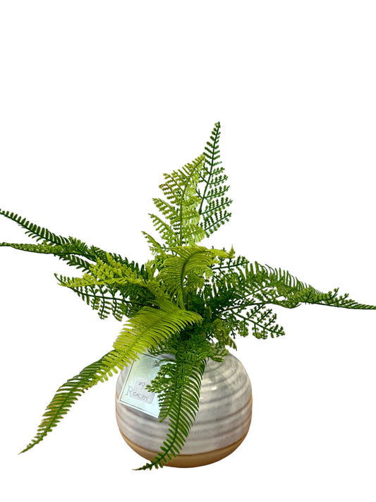 CMC904 Fern Bush