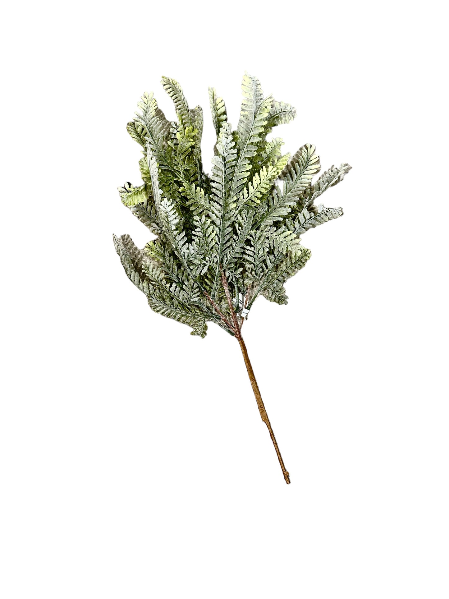 CMC354 Fern Bush / sawtooth