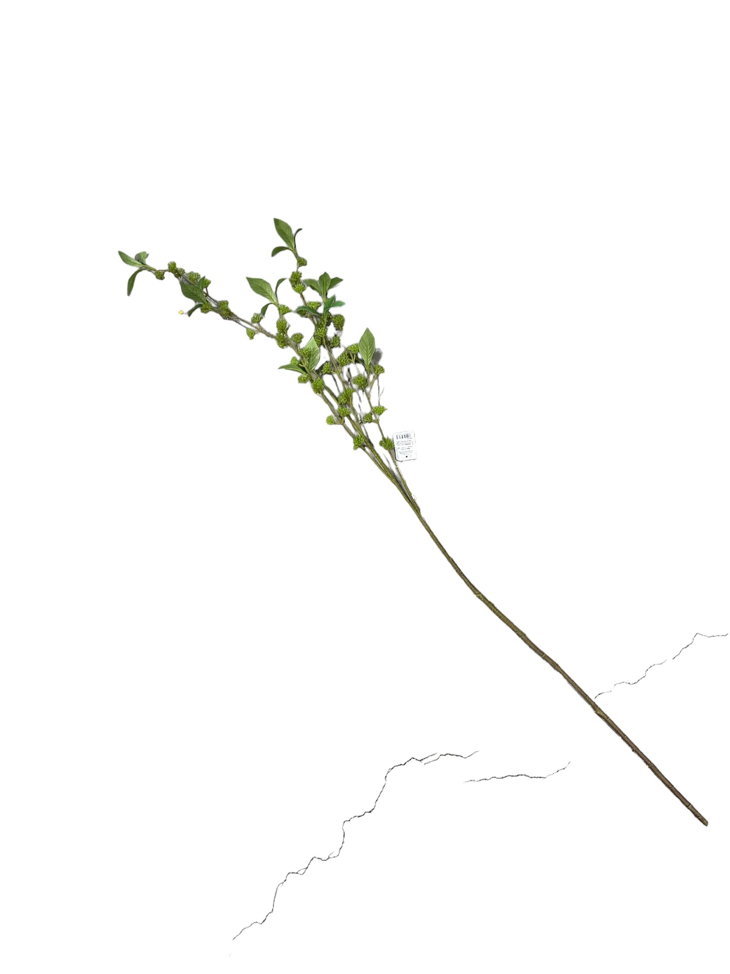 RAZ2169 -Branch / Budding