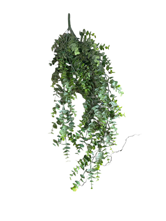 CMC057 Eucalyptus/hanging plant